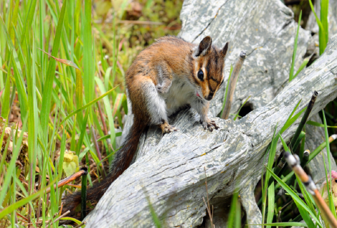 Townsend's Chipmunk Sitting on a Log