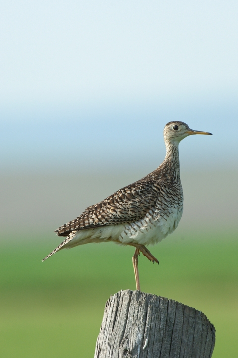 Upland sandpiper