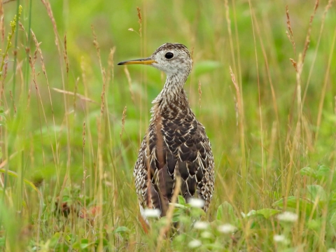 Brown bird with a long bill standing in bright yellow-green grass