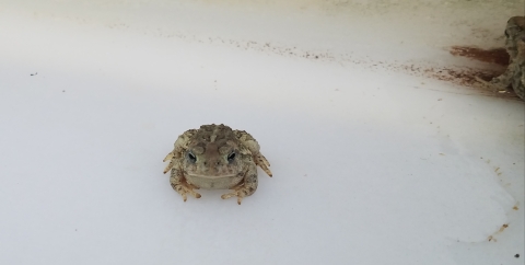 Wyoming Toad