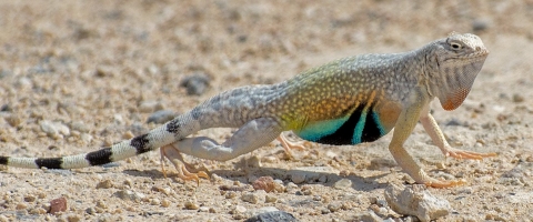 Zebra Tailed Lizard posing on the sand