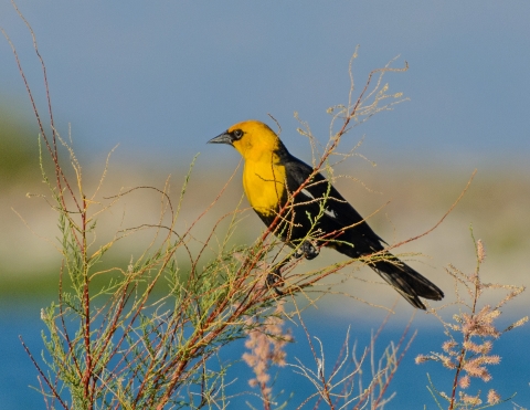 Yellow headed black bird on a branch, background blurred