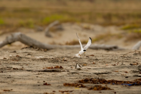 Adult California least tern brings a fish to chick laying on sandy beach.