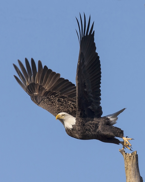 A bald eagle taking off from a snag