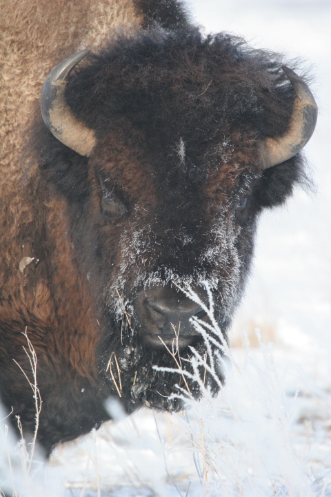 Bison at Fort Niobrara NWR