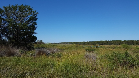 Open grassy field with trees in the distance.