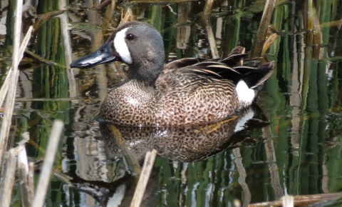 Drake blue-winged teal on a pond