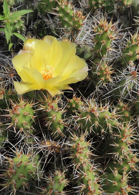 Brittle Prickly Pear Cactus Windom WMD | FWS.gov