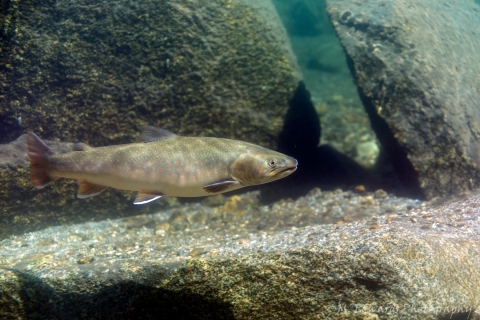 Bull Trout among rocks