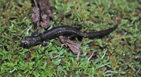 a small black salamander on green forest floor