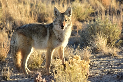 Coyote