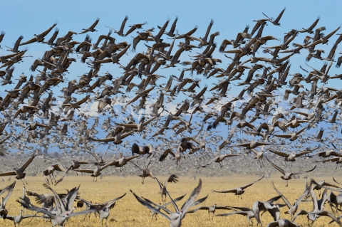 Sandhill Cranes taking off in mass