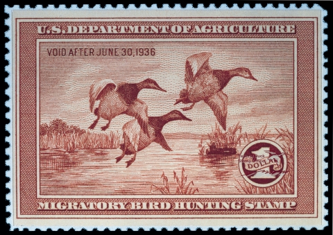 Duck Stamp with three Canvasbacks taking off from the water