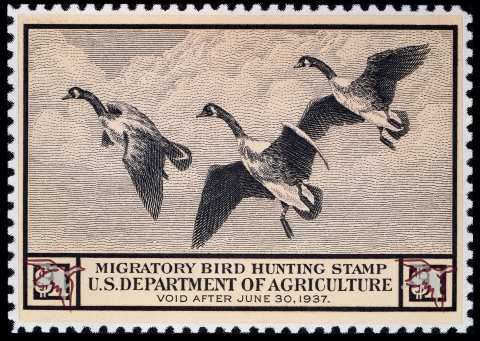 Three flying Canadian Geese