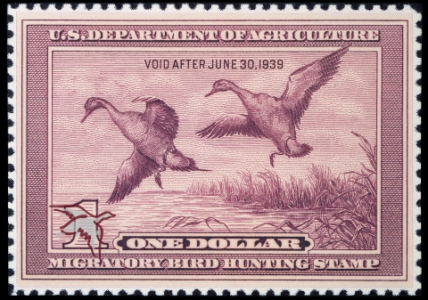 Duck Stamp with two pintails moving to land in water