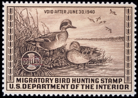 Two Green-winged Teal standing at the edge where the water meets grassland