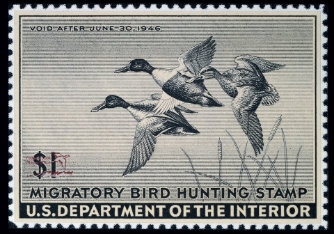 Duck Stamp depicting three shovelers flying