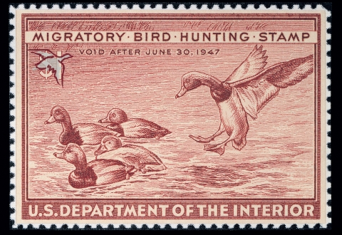 Duck Stamp with a group of four redheads swimming on water with a fifth landing