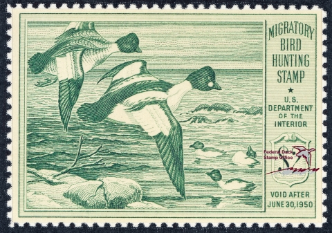 Duck Stamp depicting two flying common goldeneye while three others swim