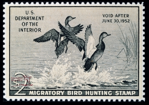 Duck Stamp with two gadwals taking flight from the water