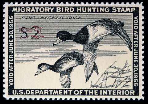 Duck Stamp with two flying ring-necked ducks