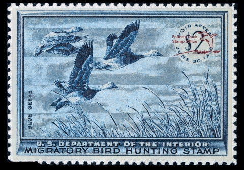 Duck Stamp with three flying blue geese