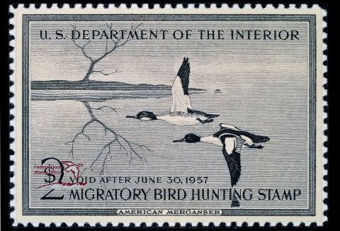 Duck Stamp with two American mergansers flying over water