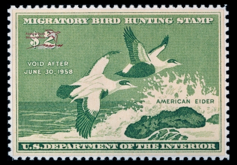 Duck Stamp with two common eiders flying over water crashing over a large rock