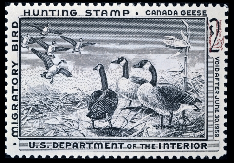 Duck Stamp featuring Canadian Geese. Five flying in the air while three stand watching from the ground.