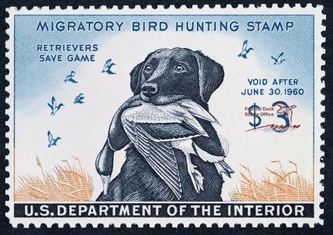 Duck Stamp featuring a black Labrador retriever carrying a mallard