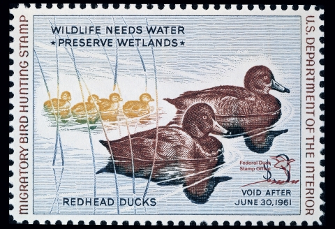 Duck Stamp depicting a family of redhead ducks and ducklings swimming across the water surface