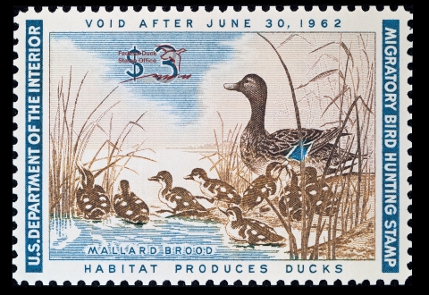 Duck Stamp featuring a parent Mallard with their ducklings