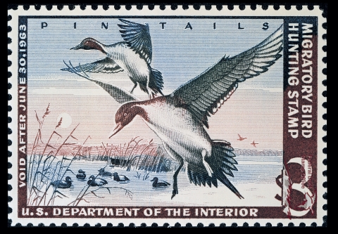 Duck Stamp featuring two flying pintails. Six other pintails can be seen swimming on the water's surface.