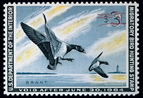 Duck Stamp showing two American Brant descending just above the water's surface