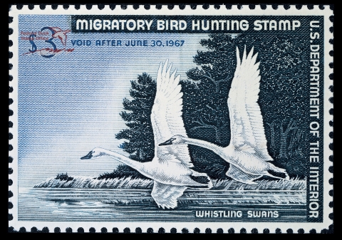 Duck Stamp depicting two whistling swans