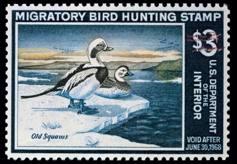 Duck Stamp with two oldsquaw ducks