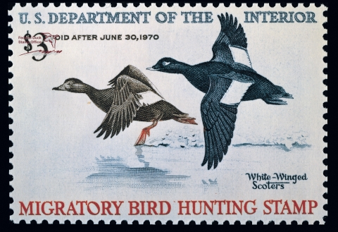 Duck Stamp featuring two white-winged scoters