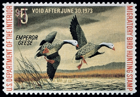 Duck Stamp with two emperor geese flying just above water