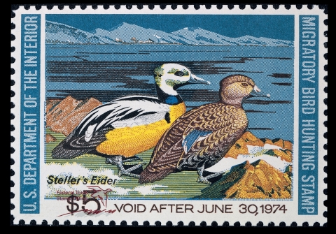 Duck Stamp with two Steller's eiders standing on a shoreline