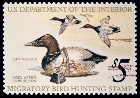 Duck Stamp featuring a decoy canvasback in the foreground and three flying canvasbacks in the background