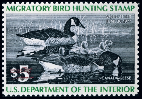 Duck Stamp with a pair of Canadian Geese with their brood