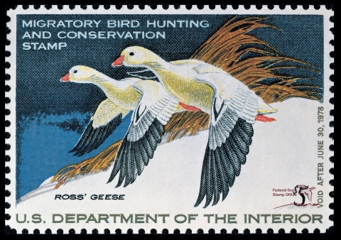 Duck Stamp featuring two Ross' Geese in flight