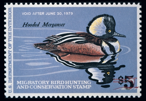 Duck Stamp with a hooded merganser swimming across the surface of a body of water