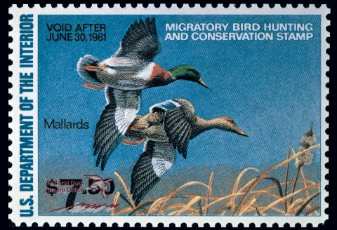 Duck Stamp with two flying mallards