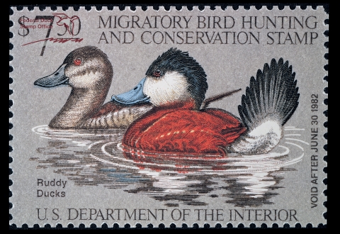 Duck Stamp featuring two Ruddy Ducks