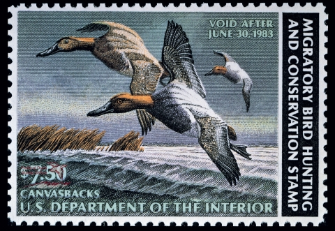 Duck Stamp with three canvasbacks flying over water