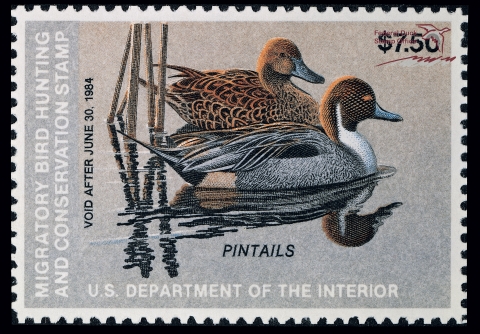 Duck Stamp depicting a pair of Northern pintail ducks.