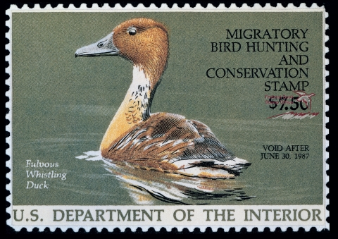 Duck Stamp with a drake Fulvous Whistling Duck on water