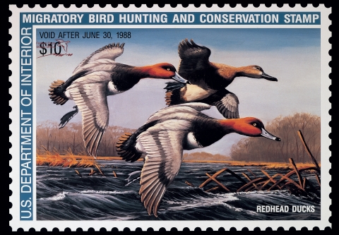 Duck Stamp depicting three redheads flying low over water