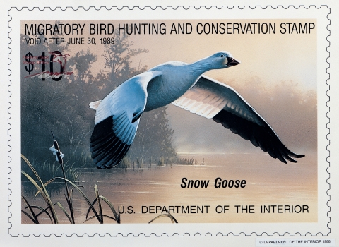 Duck Stamp featuring a snow goose flying over a marsh